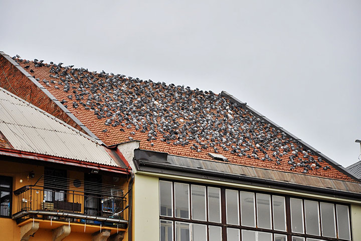A2B Pest Control are able to install spikes to deter birds from roofs in Bromsgrove. 