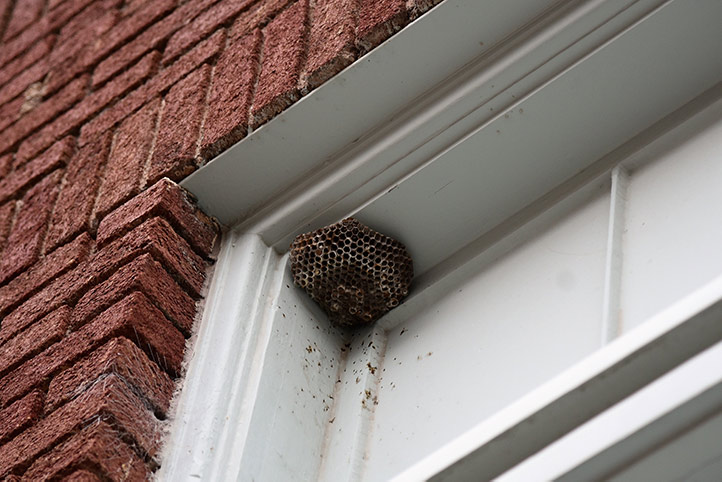 We provide a wasp nest removal service for domestic and commercial properties in Bromsgrove.